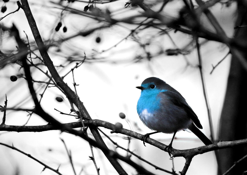Les Comptes d’artistes les plus mentionnés sur Twitter au Japon en 2020